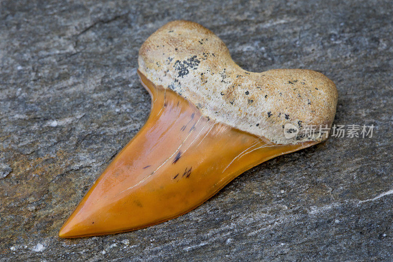 彩色化石灰鲭鲨(Isurus planus)鲨鱼牙齿-舌视图